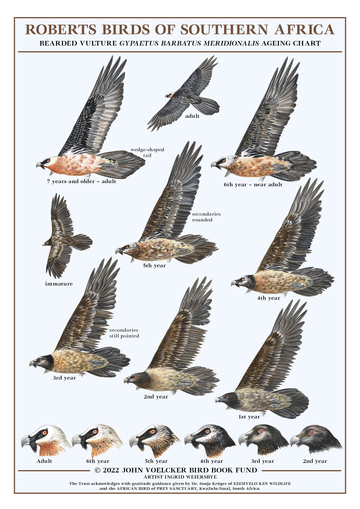 Roberts Birds Bearded Vulture Ageing Chart